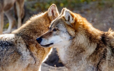 wolf, animals, vertebrate, four-legged, mammal, predator, nature, wildlife, beast, wolf, wolf, wolf, wolf, wolf