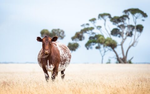 cow, cattle, livestock, farm, animal, nature, mammal, agriculture, rural, countryside, beef, farming, pregnant cow, pregnant, shorthorn, cow, cow, cow, cow, cow