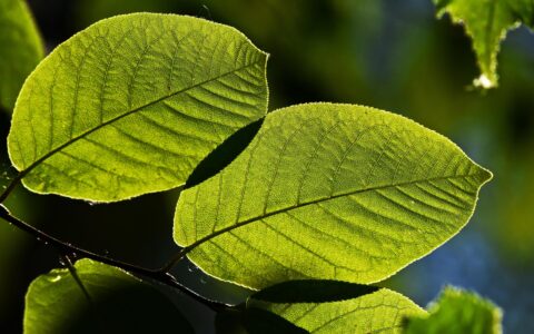 twig, leaf, green, foliage, veins, texture, backlight, summer, nature, deciduous