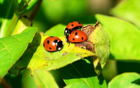 insects, beetles, ladybugs, seven-spot ladybirds, coccinella septempunctata, animals, fauna, nature, close up, ladybugs, ladybugs, ladybugs, ladybugs, ladybugs