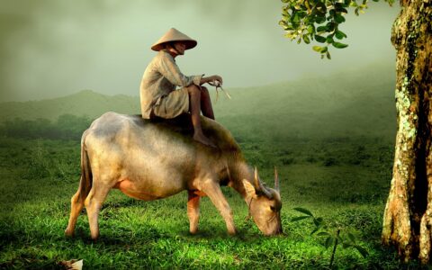 man, cow, riding, farmer, shepherd, buffalo, asia, vietnam, old, traditional, culture, cow, cow, cow, cow, cow, farmer, farmer, farmer, vietnam