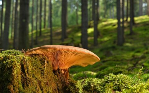 mushroom, tree stump, moss, forest floor, summer, nature, summer, summer, summer, summer, summer