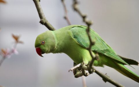 ring-necked parakeet, parakeet, parrot, alexander parakeet, bird, feathers, plumage, nature, beak