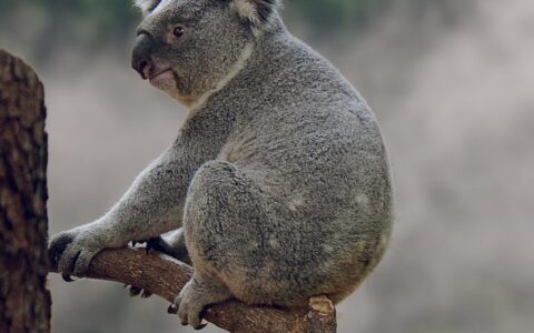 koala, marsupial, animal, phascolarctos cinereus, mammal, wildlife, nature, fur, koala bear, pouch, eucalyptus, australia, zoo, tree, koala, koala, koala, koala, koala