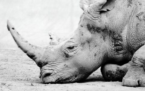 rhino, rhinoceros, southern white rhino, white rhino, animal, mammal, nature, monochrome