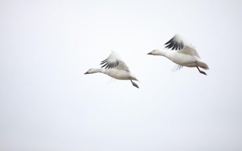 fly, canada goose, affection, always, fly, fly, canada goose, canada goose, canada goose, canada goose, canada goose, always, always, always