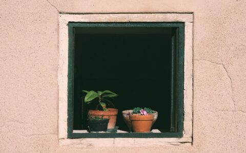 window, flower pots, potted plants, plants, window sill, outlook, nature, insight, to water