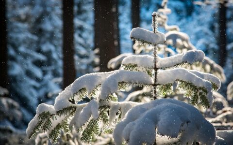 snowfall, fir, trees, snow, snowing, hoarfrost, snowy, wintry, snow covered, nature, winter, forest, winter magic