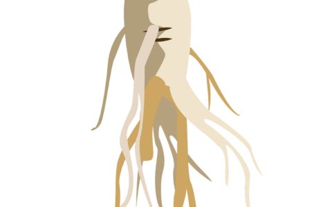ginseng, wild ginseng, nature, nutrition, medicine, chinese medicine, oriental medicine, food, remedy, one of the members, ginseng, ginseng, ginseng, ginseng, ginseng
