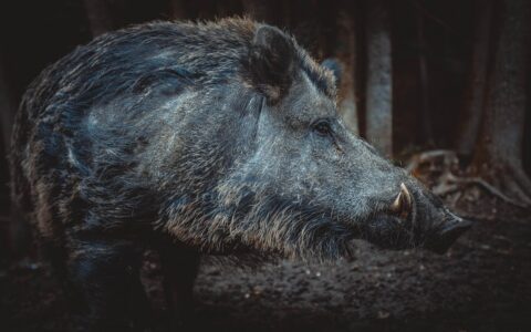 wild boar, pig, sows, the animal, nature, zoo, mammals, the bristles, forest, wild, piglet, cute, park, pigs, the wild boar, boar, nose, chicks, fur, play, young, the park, wild boar, wild boar, wild boar, wild boar, wild boar, boar, boar, boar, boar