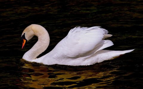 swan, water bird, bird, plumage, white, anumtig, waters, nature, animal, proud to be a swan, swan, swan, swan, swan, swan