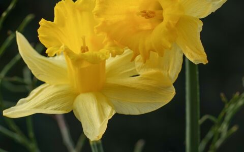 daffodil duo, yellow, easter bells, spring, easter, beautiful flowers, flower, plant, flower wallpaper, beautiful, nature, dark background, macro, flower background, early bloomer, deco, decoration, map, gift, iphone wallpaper